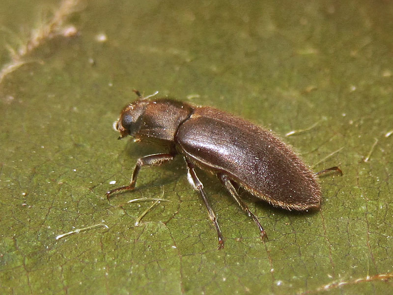 Dryopidae:  Dryops sp.